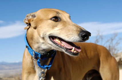 A close up of a dog with a blue collar