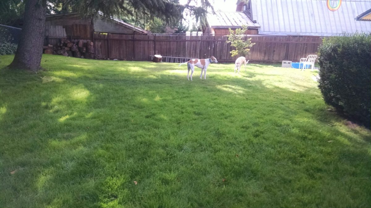 A group of people playing frisbee in the yard.