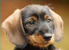 A close up of a dog 's face with ears raised