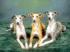 Three dogs sitting in a row on top of grass.